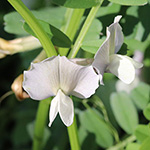Vicia grandifora subsp. grandiflora - Großblütige Wicke