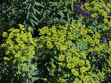 Euphorbia sequieriana