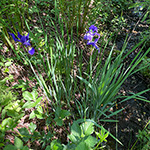 Iris sanguinea - Ostsibirische Schwertilie