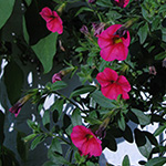 Calibrachoa hybrida