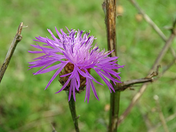 Centaurea jacea agg.