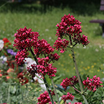 Centranthus ruber - Rote Spornblume