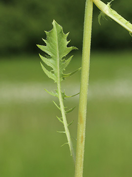 Crepis vesicaria taraxacifolia