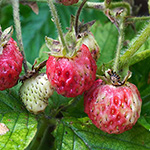 Fragaria moschata - Zimt-Erdbeere