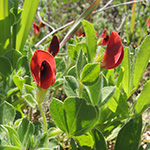 Lotus tetragonolobus - Rote Spargelerbse