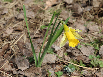 Narcissus pseudonarcissus