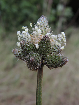 Plantago lanceolata polystachya
