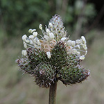 Plantago lanceolata f. polystachya - Spitz-Wegerich