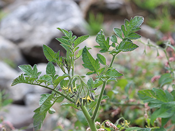 Solanum lycopersicon