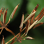 Chaerophyllum byzantinum - Bytantiner Kälberkropf