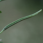 Epilobium lanceolatum - Lanzettblättriges Weidenröschen
