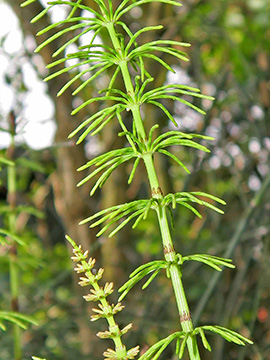 Equisetum mildeanum