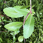 Hylotelephium vulgare - Berg-Fetthenne