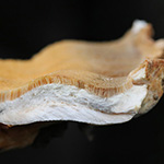 Laetiporus sulphureus - Gewöhnlicher Schwefelporling