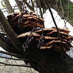 Laetiporus sulphureus - Gewöhnlicher Schwefelporling