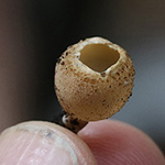 Tarzetta cupularis - Napfförmiger Kelchbecherling