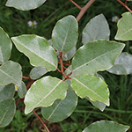 Wintergrüne Ölweide - Elaeagnus ×ebbingei