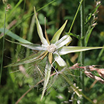 Tragopogon pratensis - Wiesen-Bocksbart