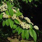 Cotoneaster watereri - Wintergrüne Baummispel