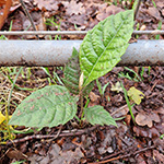 Eriobotrya japonica - Japanische Wollmispel