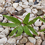 Pterocarya fraxinifolia - Kaukasische Flügelnuss