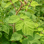 Rubus phoenicolasius - Japanische Weinbeere