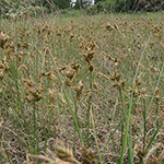 Carex ligerica - Französische Segge