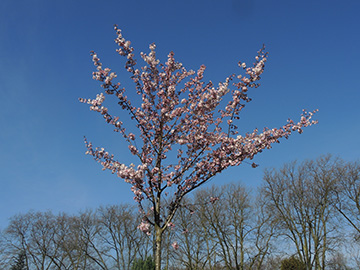 Prunus subhirtella Accolade