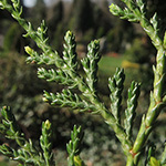 Cupressus ×leylandii - Leyland-Zypresse