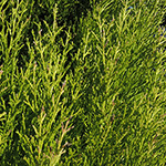 Cupressus macrocarpa 'Goldcrest' - Zimmerzypresse
