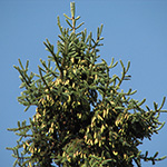 Picea glauca - Weiß-Fichte