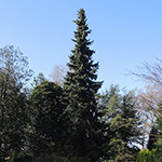 Picea omorika - Serbische Fichte