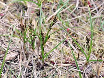 Carex arenaria