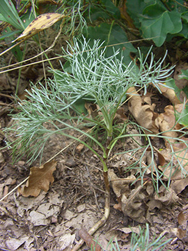Artemisia campestris lednicensis