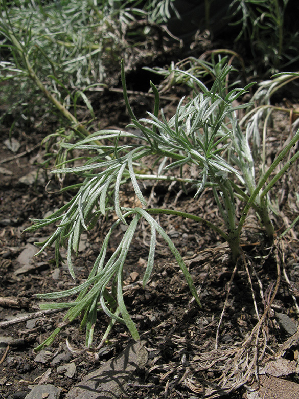 Artemisia campestris lednicensis