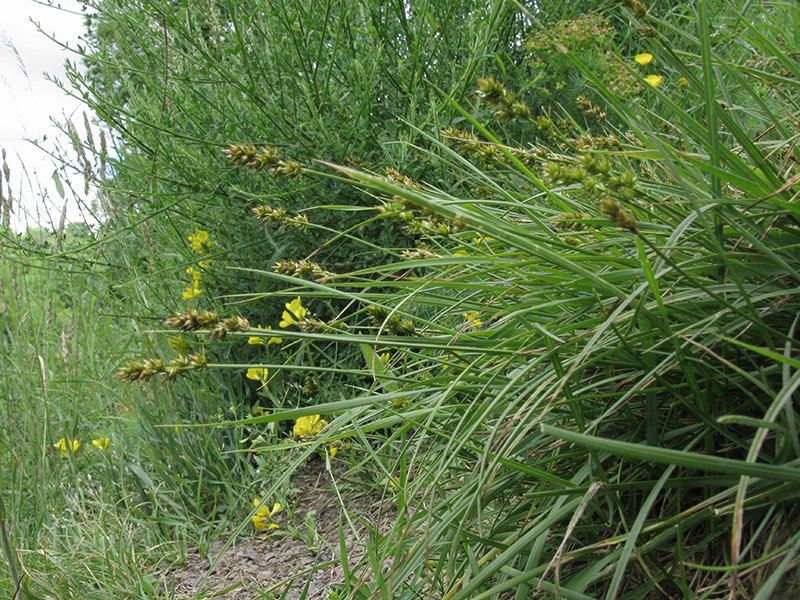 Carex pairae