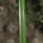 Cyperus longus - Langes Zypergras