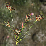 Cyperus longus - Langes Zypergras