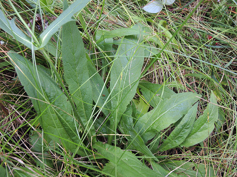 Knautia gracilis