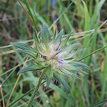 Knautia gracilis - Zierliche Witwenblume