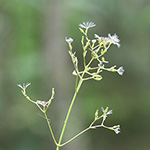 Valeriana dioica - Sumpf-Baldrian