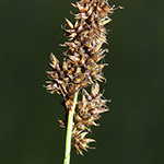 Carex appropinquata - Schwarzschopf-Segge