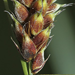Carex lasiocarpa - Faden-Segge