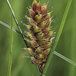 Carex lasiocarpa - Faden-Segge