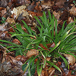 Carex strigosa - Dünnährige Segge