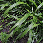 Carex strigosa - Dünnährige Segge