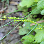 Carex strigosa - Dünnährige Segge