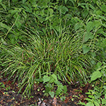 Carex strigosa - Dünnährige Segge