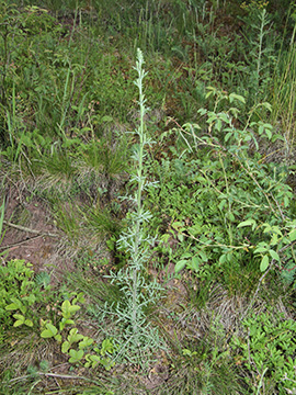 Centaurea australis