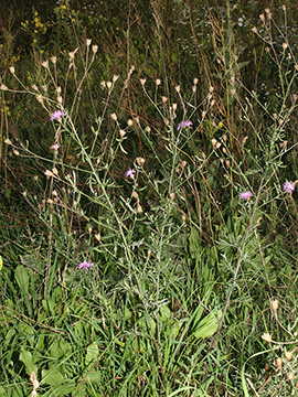 Centaurea australis